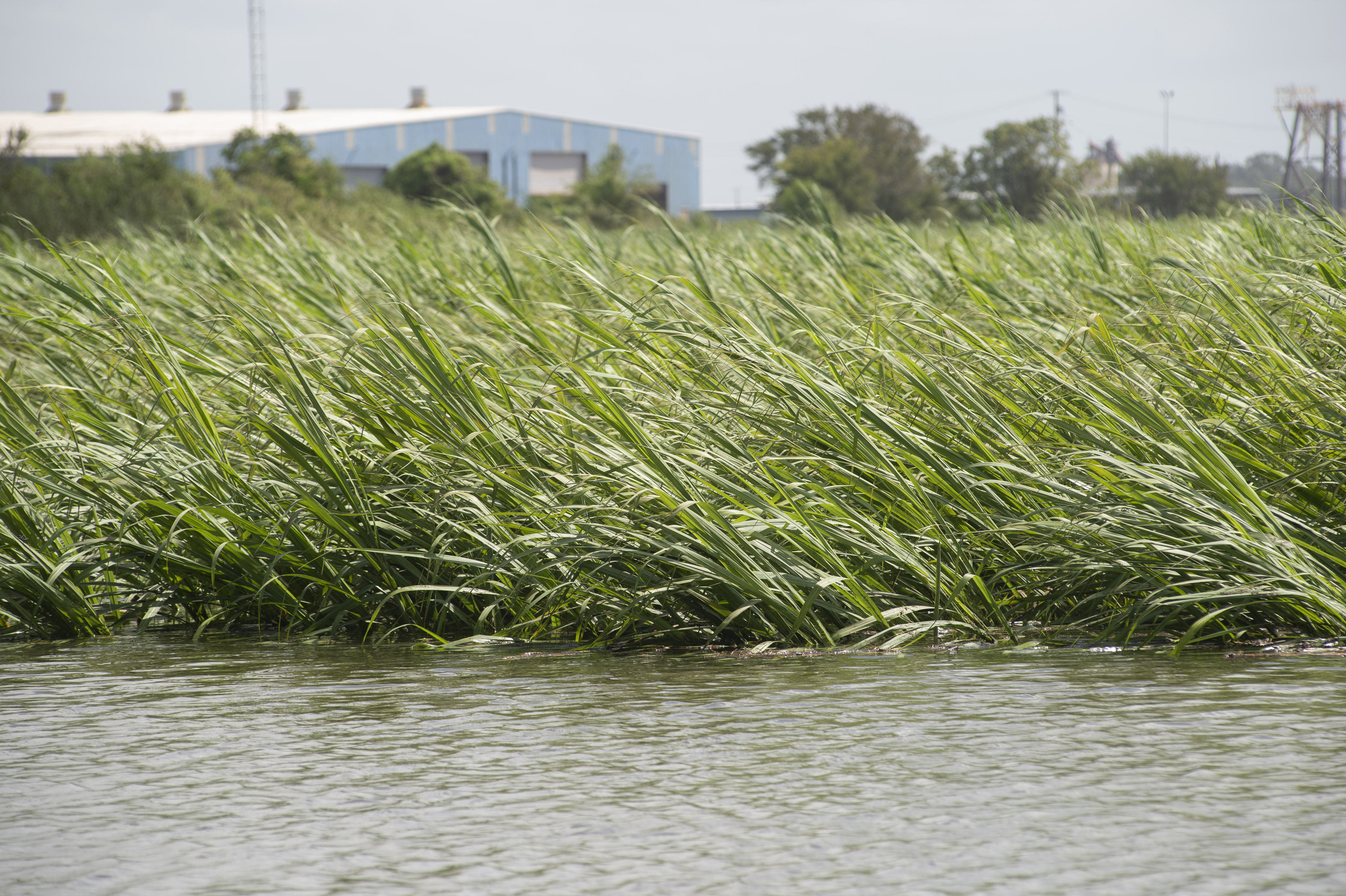Louisiana sugarcane crop escapes extensive damage